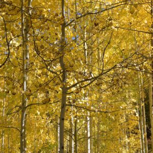 Aspen Trees