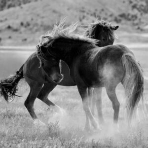 black & white dance of the horses