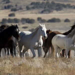Wild horses of Utah