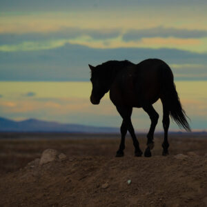 Going Home... Onaqui wild horse