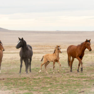Family of 4 in Onaqui